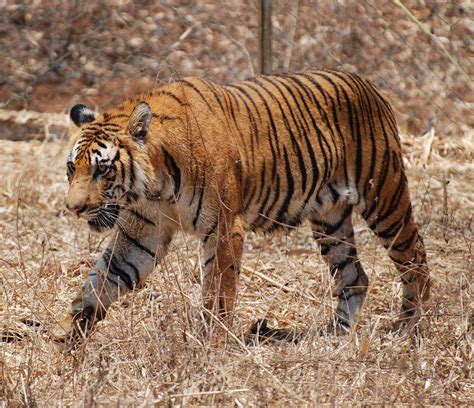 File:Bengal Tiger Karnataka.jpg - Wikimedia Commons