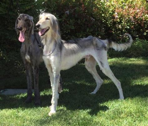 Adoption Thursday: Afghan Hound Rescue