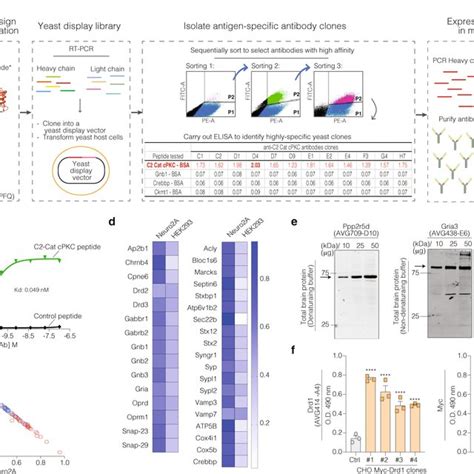 Workflow of recombinant antibody development and different approaches... | Download Scientific ...