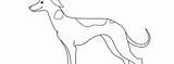 Whippet Coloring Pages sketch template
