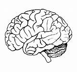 Brain Coloring Page At GetColoringscom  Free Printable Colorings sketch template