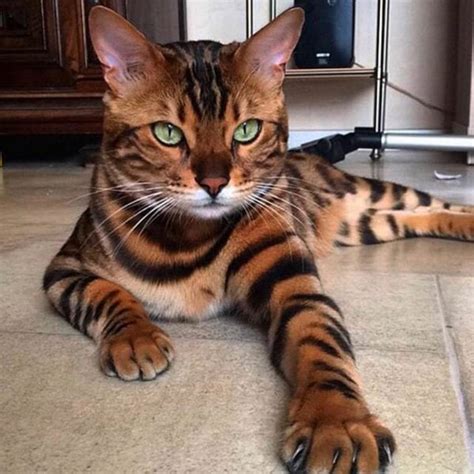 24 Hybrid Cat Breeds That You Would Find Exotic - The Goody Pet