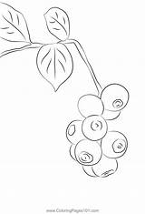 Blueberry Coloring Page For Kids  Free Printable sketch template