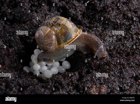 Snail eggs hi-res stock photography and images - Alamy