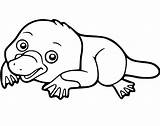 Baby Platypus Coloring Page  Free Printable Coloring Pages For Kids sketch template
