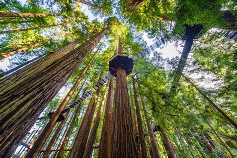 You Can Walk Among California's Redwood Trees 100 Feet in the Air