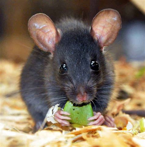 Black Rat - British Wildlife Centre