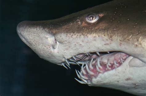 OMG sand tiger shark teeth is so much dangerous : r/sharks