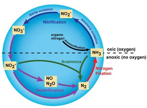 Difference Between Nitrifying and Denitrifying Bacteria | Compare the ...