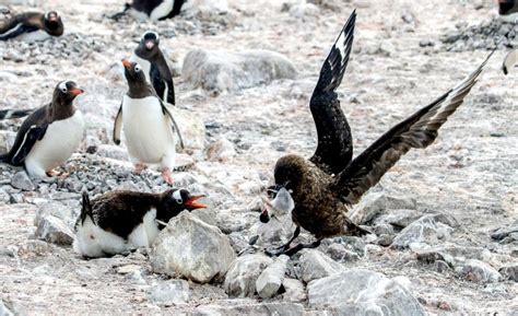 Skua – "OCEAN TREASURES" Memorial Library