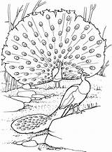 Free Peacock Coloring Pages sketch template
