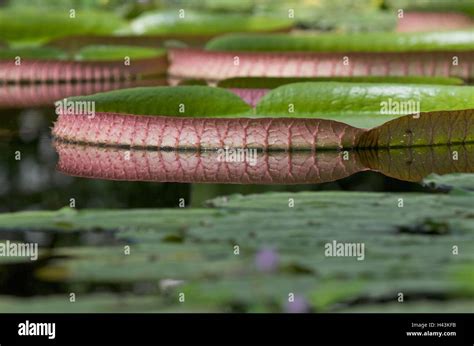 Victoria regia lily hi-res stock photography and images - Alamy