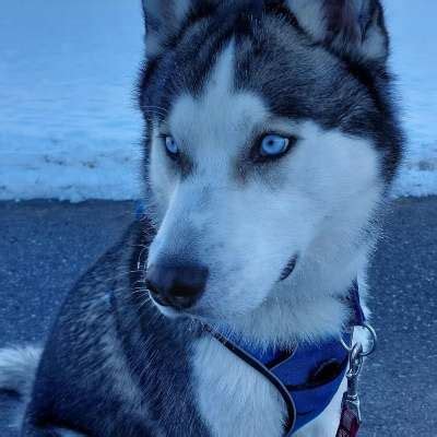 Why Are Siberian Huskies On Breed Restriction Lists? With 8 Way Out!