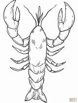 Lobster coloring Page  Free Printable Coloring Pages sketch template