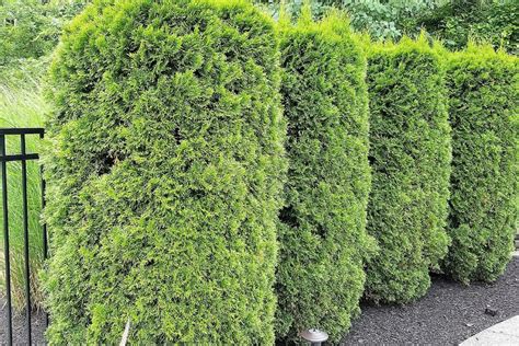 Fertilizing Arborvitae | Plant Addicts