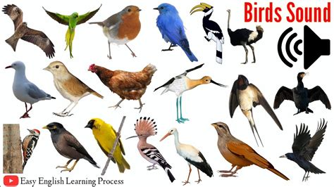 Birds Sound | Birds Sound Name | 70 Birds With Picture And Sound | Easy English Learning Process ...