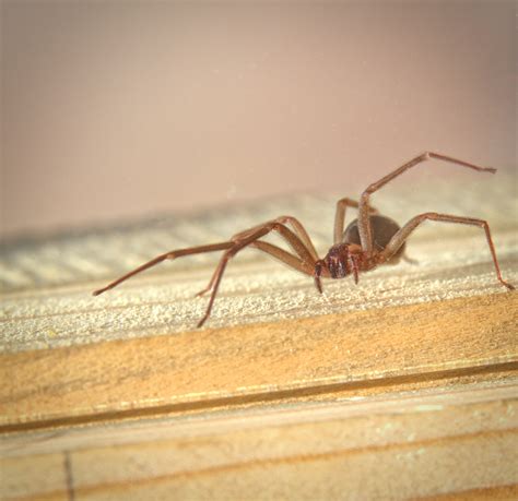 Dangerous spiders in Georgia: What are they, how to keep them away