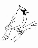 Blue Jay Bird Drawing Coloring Page sketch template
