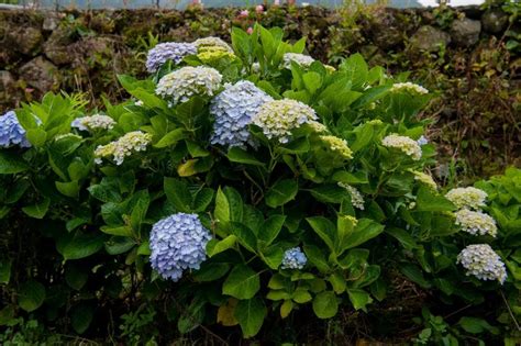 Is Your Hydrangea Drooping? 5 Of the Most Common (and Fixable) Causes ...