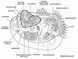 Animal Cell Diagram Coloring Pages  Free Printable sketch template
