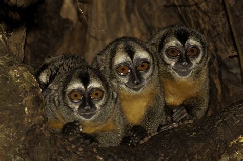 owl-monkeys-aotus-nancymaae2-best | Amazonia Expeditions