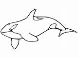 Killer Whale To Color sketch template