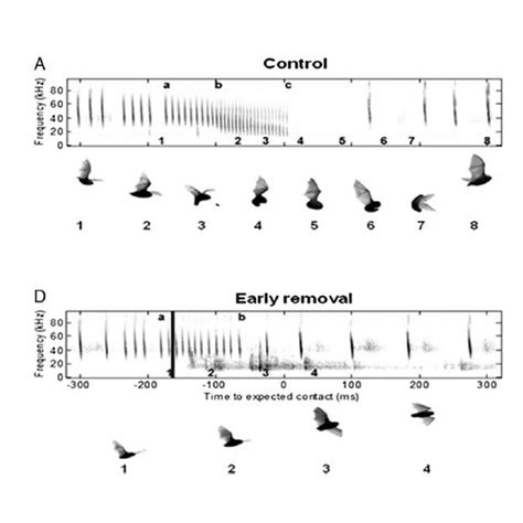 Bat Echolocation