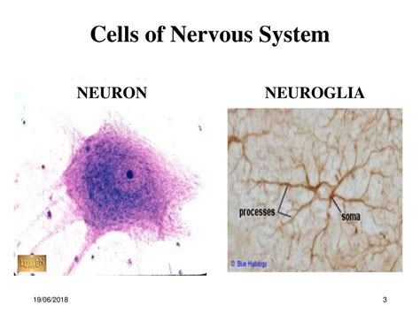 Neuroglial Cells Histology