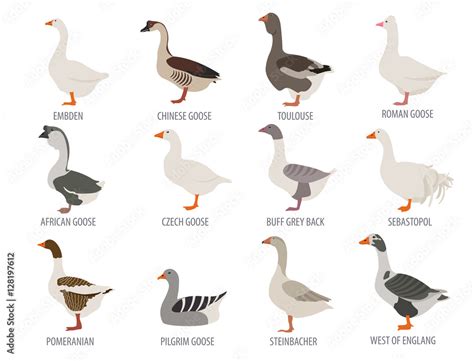 Poultry farming. Goose breeds icon set. Flat design Stock Vector ...