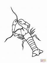 Crayfish Coloring Page Pages sketch template