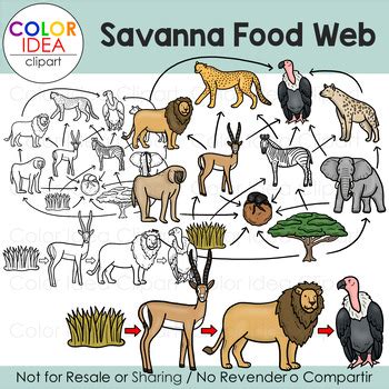 Savanna Food Web by Color Idea | TPT