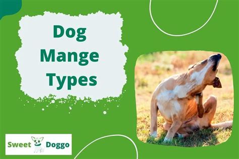 How Many Dog Mange Types Are There In Total?