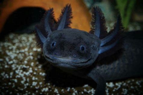 Black Axolotl: A Beginner’s Guide with Pics, Cost to Buy, and Care Info - Animal Hype