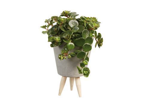 Lidl are selling the most Instagrammable house plants for just £2.99! | Real Homes