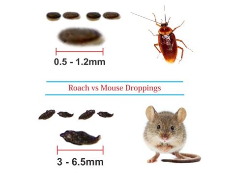 Identifying Roach Droppings: A Guide for Effective Pest Control