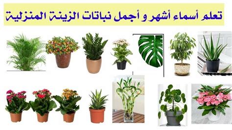 Discover the Most Beautiful and Popular House Plants