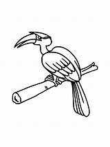 Hornbill coloring Page sketch template