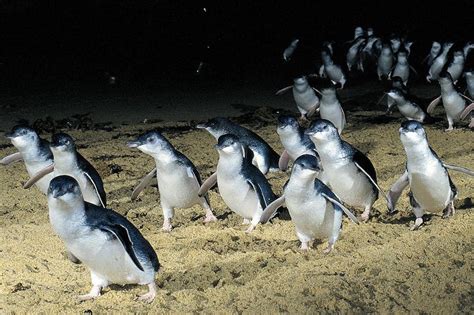 How one community brought these cute penguins back from extinction