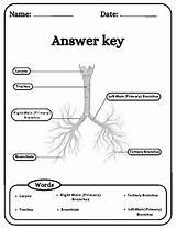 Bronchial Tree Anatomy Parts Labeling WorksheetDefinitionColoring  sketch template