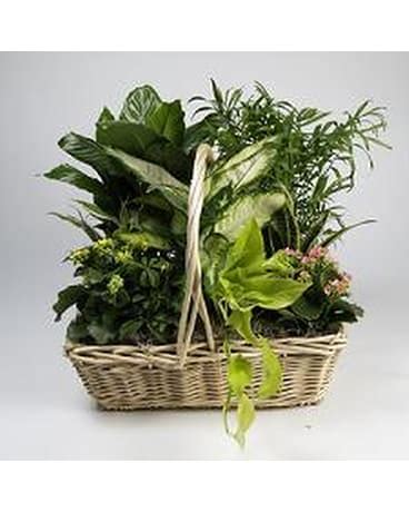 Sympathy Plants Delivery Amherstburg ON - Flowers By Anna