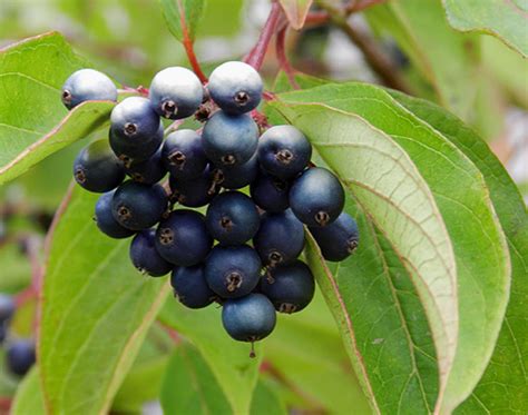 Cornus amomum | Landscape Plants | Oregon State University