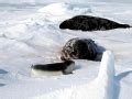 Hooded Seal – "OCEAN TREASURES" Memorial Library