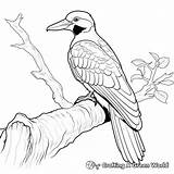 Woodpecker Coloring Pages  Free & Printable sketch template