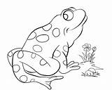 Free Coloring Pages Of A Frog In Pond  Home sketch template