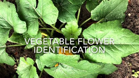 Vegetable Flower Identification - YouTube