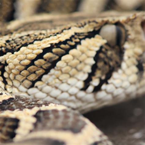 Puff Adder: Understanding the Venomous Serpent of the Wild