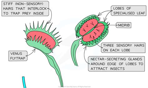 15.2.1 Electrical Communication in the Venus Flytrap | CIE A Level Biology Revision Notes 2022 ...