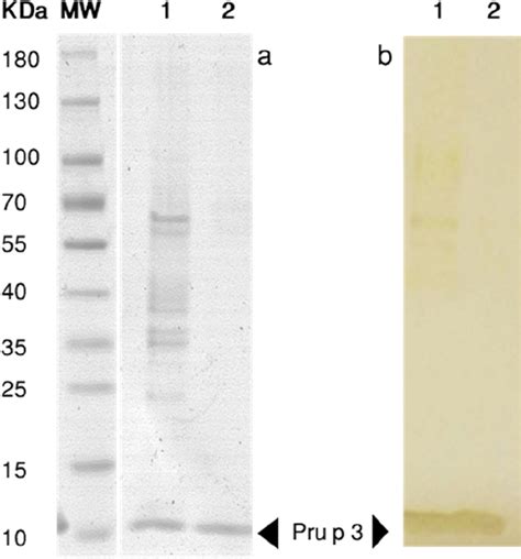 SDS-PAGE in 4–20% polyacrylamide gel under reducing conditions (a) and... | Download Scientific ...