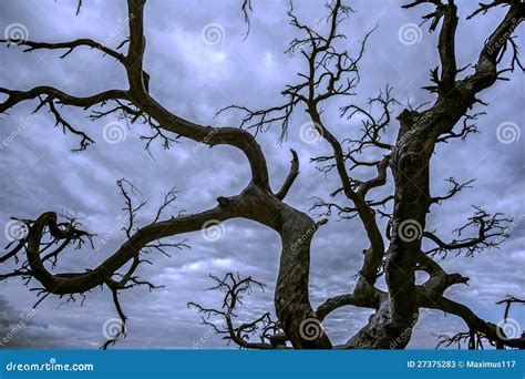 Black tree silhouette stock image. Image of background - 27375283