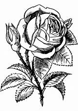Roses Coloring Pages Of Flowers sketch template